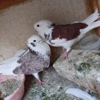 چند عدد کبوتر