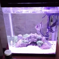 اکواریوم کوچک|ماهی|نائین, |دیوار