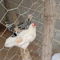 خروس گلین دوعدد معاوضه با مرغ گلین