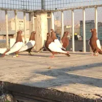 یک بوم کبوتر