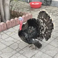 بوقلمون نر ولایتی چاق