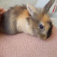 بچه خرگوش و مادر