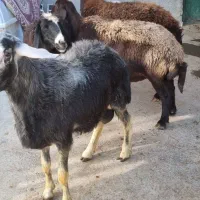 دوتا قوچ قزل افشار|حیوانات مزرعه|تیکمه داش, |دیوار