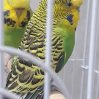 مرغ عشق انگلیسی|پرنده|تهران, راه آهن|دیوار