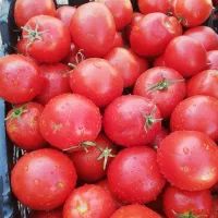 رب خانگی|خوردنی و آشامیدنی|کرج, کیانمهر|دیوار