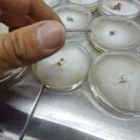 پلیت   قارچ شیتاکه/کشت بافت