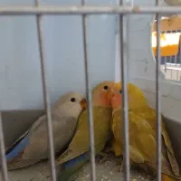 جوجه طوطی کوتوله برزیلی