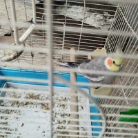 عروس هلندی نر