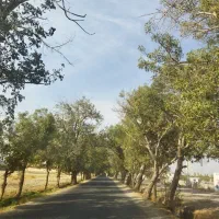 500 متر باغ.سند تک برگ.داخل بافت.ملارد|فروش زمین و ملک کلنگی|ملارد, |دیوار