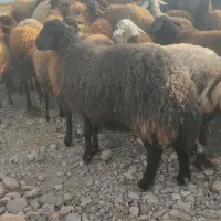 قوچ همو با میش هترو|حیوانات مزرعه|بسطام, |دیوار