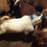 بره وبزغاله