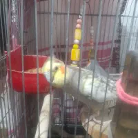 عروس هلندی جفت مولد