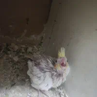 عروس هلندی بالغ و جوجه