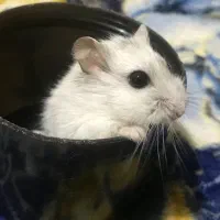 همستر کمپل|موش و خرگوش|خمین, |دیوار