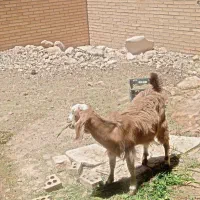 دو عدد بز نرو ماده جفت