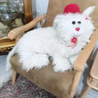 عروسک پشمالو