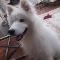 سگ ، شاه توله نژاد سامویید