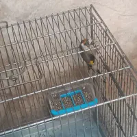 سهره|پرنده|ارومیه, |دیوار