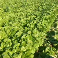 کاهو فله درجه یک..