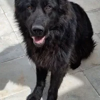 یه قلاده سگ ژرمن