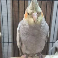دو عدد جوجه عروس هلندی طوسی