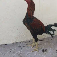 خروس لاری افغان|حیوانات مزرعه|جویم, |دیوار