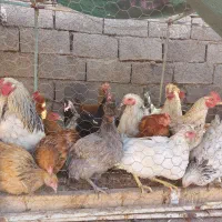 مرغ محلی و برهما و اردک تخمگذار|حیوانات مزرعه|آبیک, |دیوار