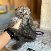 بچه گربه های کیوت و زیبا|گربه|اصفهان, خلجا|دیوار