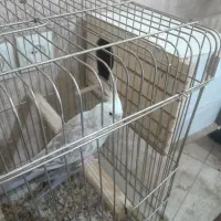 عروس هلندی مولد