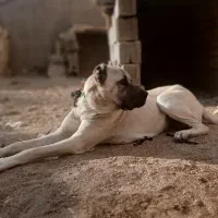 سگ سرابی ماده|سگ|کبودرآهنگ, |دیوار