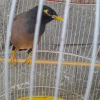 مرغ مینا سخنگو