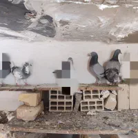 کفتر دسته جمعی