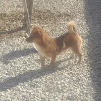 سگ پامر اشپیتز