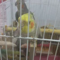 عروس هلندی سخن گو