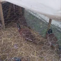 مر غ وخروس|حیوانات مزرعه|پرند, فاز ۲|دیوار