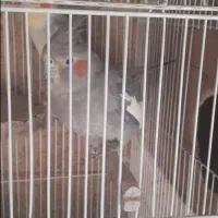 عروس و مرغ عشق|پرنده|بدره, |دیوار