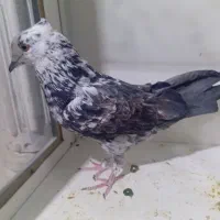 معاوضه با ابلغ یا زرد