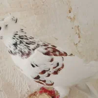 کبوتر دمگیر شویدی ماده