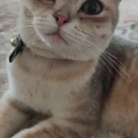 گربه اسکاتیش