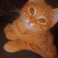 واگذاری دو عدد گوگولی نارنجی