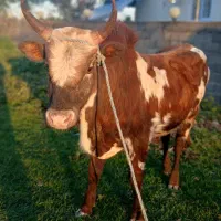 ورزا چالوسی همه چیز تمام