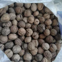 گردو همدان درجه یک به شرط