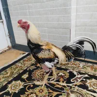 خروس لاری هندی وارداتی