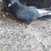 نر زاغ دمسفید|پرنده|قم, پردیسان|دیوار