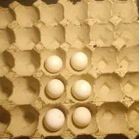 تخم نطفه دار جاپنیز