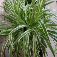 بونسای.‌گل گندمی.الورا.ارغوان.اشک تمساح