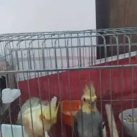 عروس هلندی با۴عددجوجه|پرنده|صدرا-فارس, فاز ۲|دیوار