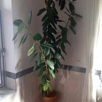 ساعت. لحاف. جاجم. پشتی. گل