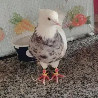 کبوترماده هفت رنگ الماسی