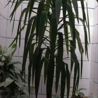 گل برای فروش